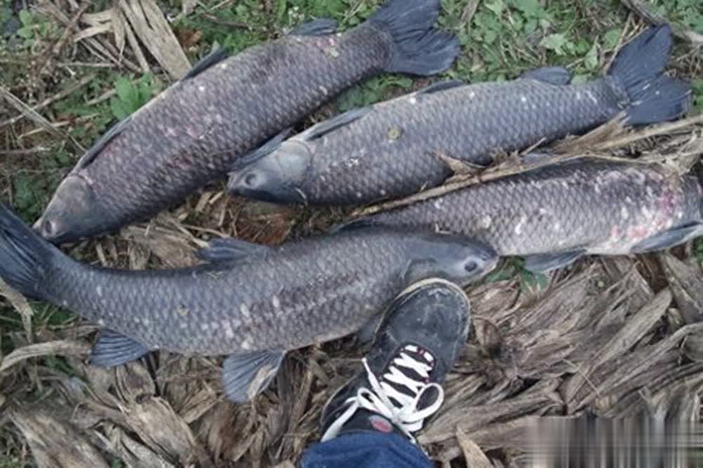 这种钓法往, 抛竿, OMzwy 这种钓法往, 抛竿, OMzwy